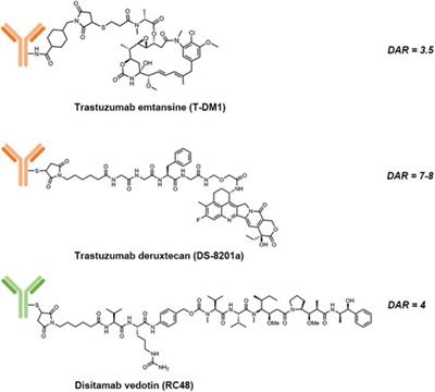 Antibody-Drug Conjugates Targeting the Human Epidermal Growth Factor Receptor Family in Cancers